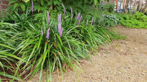 Leliegras (Liriope muscari) 'Ingwersen'