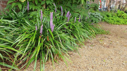 Leliegras (Liriope muscari) 'Ingwersen'