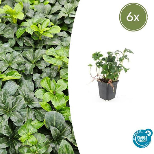 Dikkemanskruid (Pachysandra terminalis) 'Green Sheen'