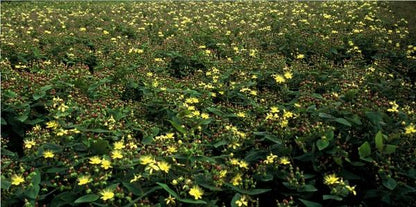 Hertshooi (Hypericum inodorum)