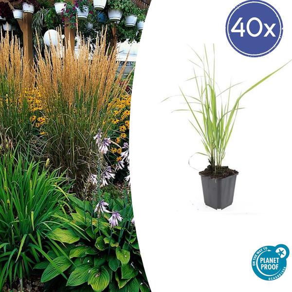 Struisriet (Calamagrostis acutiflora) 'Karl Foerster'