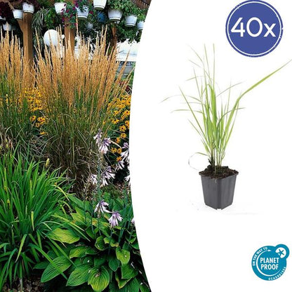 Struisriet (Calamagrostis acutiflora) 'Karl Foerster'