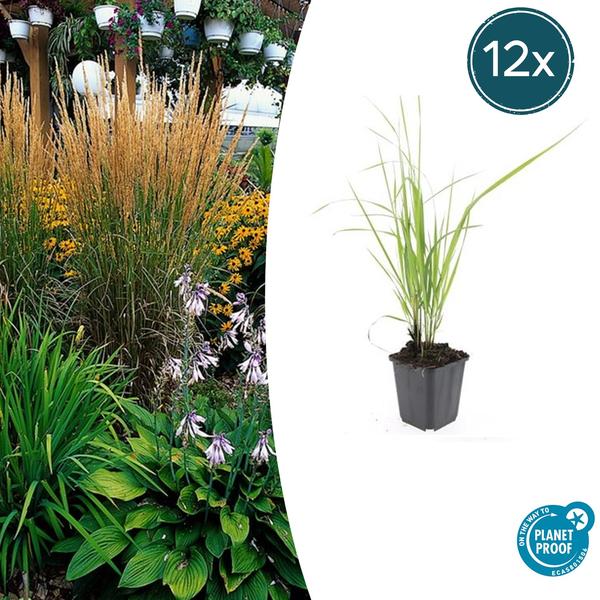 Struisriet (Calamagrostis acutiflora) 'Karl Foerster'