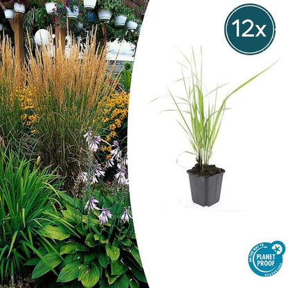 Struisriet (Calamagrostis acutiflora) 'Karl Foerster'