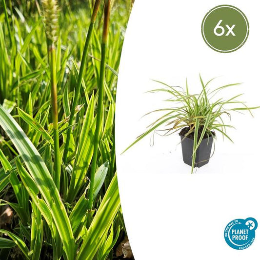 Zegge (Carex morrowii) 'Aureovariegata'