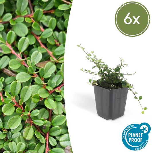 Dwergmispel (Cotoneaster prostratus) 'Streib's Findling'