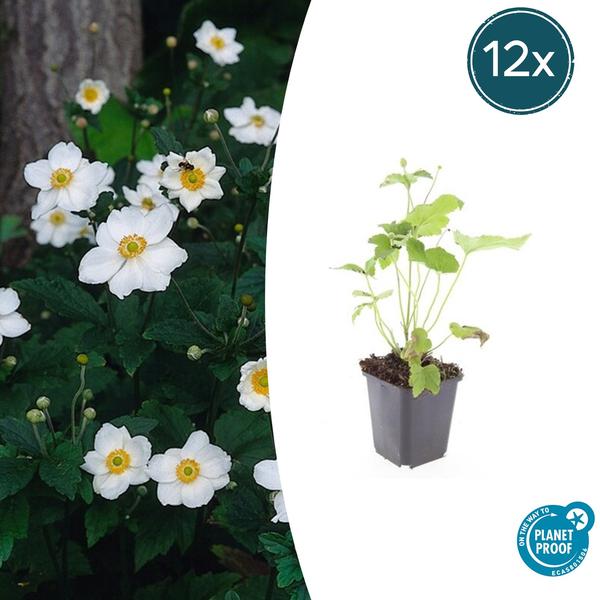 Annemoon (Anemone hybrida) 'Honorine Jobert'
