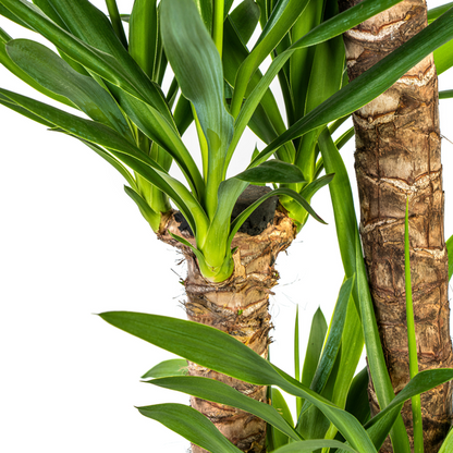 Yucca