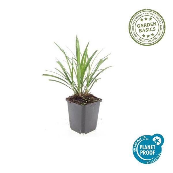 Leliegras (Liriope muscari) 'Ingwersen'