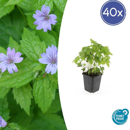 Ooievaarsbek (Geranium nodosum)