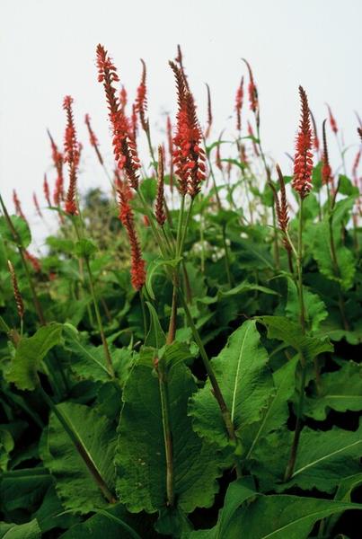Duizendknoop (Persicaria amplexicaulis)