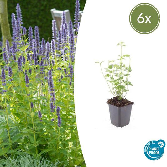 Dropplant (Agastache) 'Black Adder'
