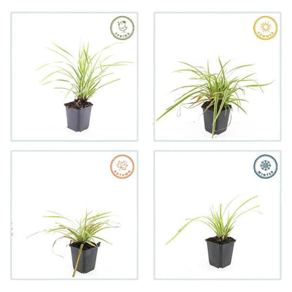 Zegge (Carex morrowii) 'Aureovariegata'