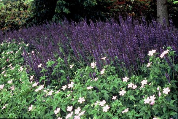 Bossalie (Salvia Nemorosa) 'Mainacht'