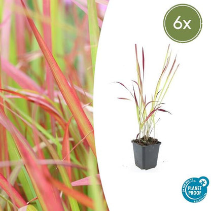 Japans Bloedgras (Imperata cylindrica) 'Red Baron'