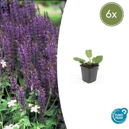 Bossalie (Salvia Nemorosa) 'Mainacht'