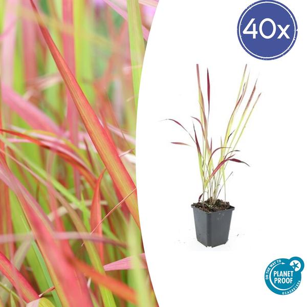 Japans Bloedgras (Imperata cylindrica) 'Red Baron'