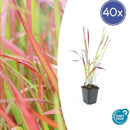 Japans Bloedgras (Imperata cylindrica) 'Red Baron'