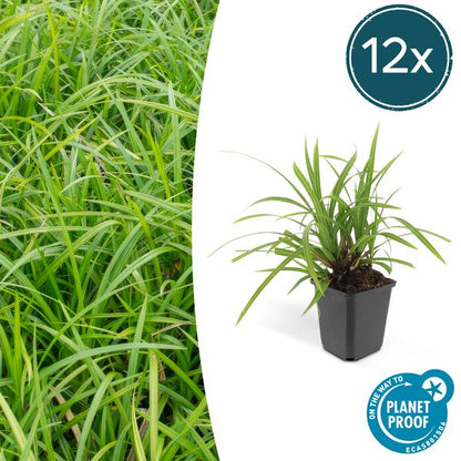 Zegge (Carex morrowii) 'Irish Green'