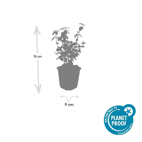 Kardinaalsmuts (Euonymus fortunei radicans)