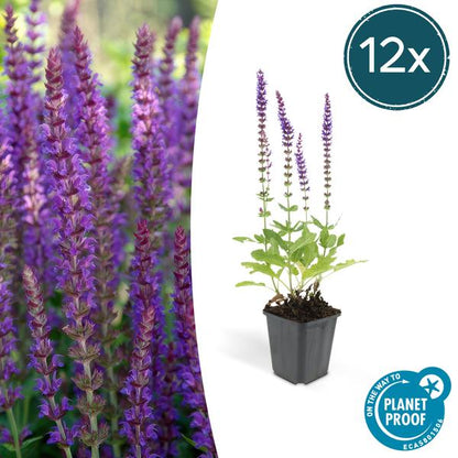 Bossalie (Salvia Nemerosa) 'Ostfriesland'