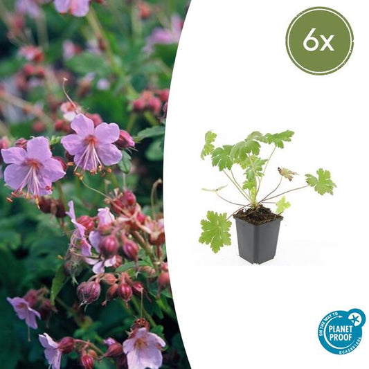 Geranium macrorrhizum 'Ingwersen's Variety'