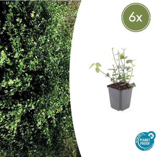 Kardinaalsmuts (Euonymus fortunei) 'Coloratus'