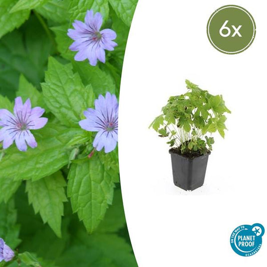 Ooievaarsbek (Geranium nodosum)