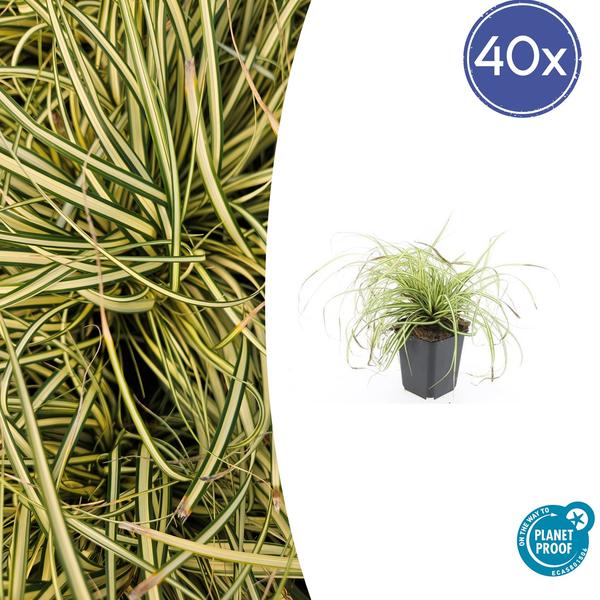 Zegge (Carex oshimensis) 'Evergold'