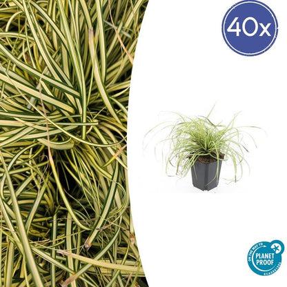 Zegge (Carex oshimensis) 'Evergold'