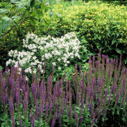 Bossalie (Salvia Nemerosa) 'Ostfriesland'