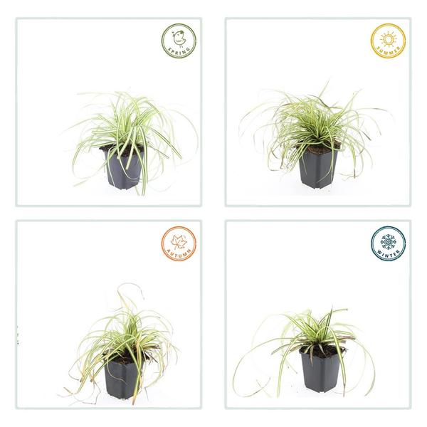 Zegge (Carex oshimensis) 'Evergold'