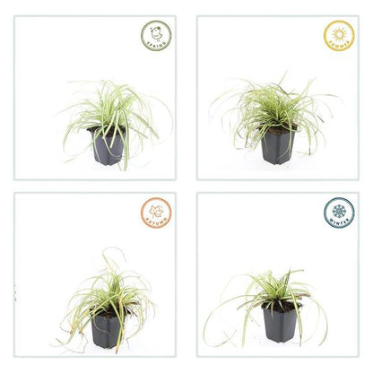 Zegge (Carex oshimensis) 'Evergold'