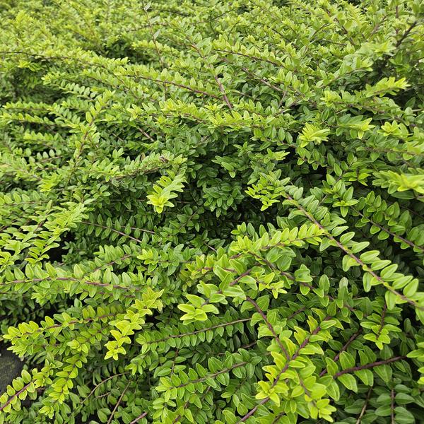 Kamperfoelie (Lonicera nitida) 'Maigrün'