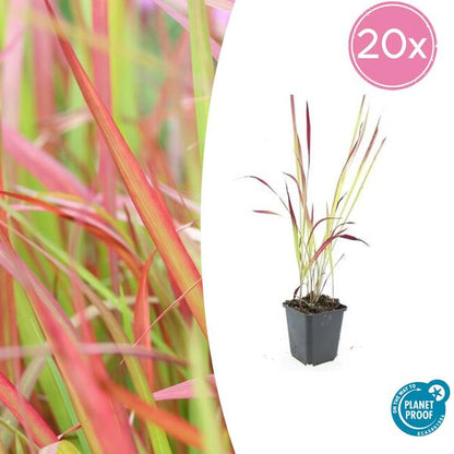 Japans Bloedgras (Imperata cylindrica) 'Red Baron'