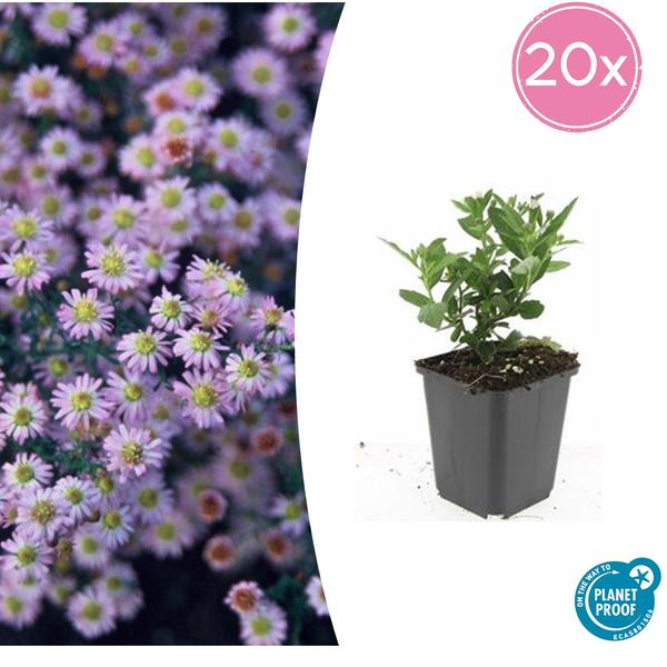 Aster ageratoides 'Stardust'