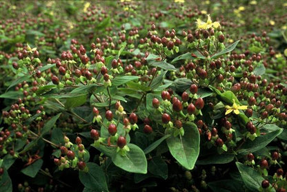 Hertshooi (Hypericum inodorum)