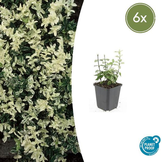 Kardinaalsmuts (Euonymus fortunei) 'Harlequin'