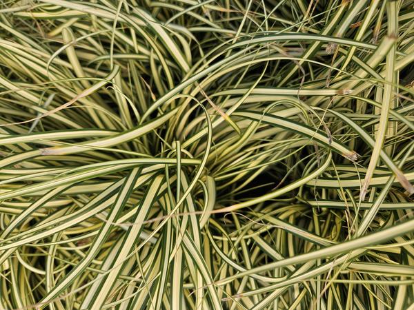 Zegge (Carex oshimensis) 'Evergold'
