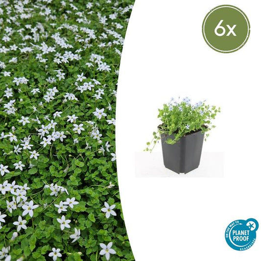 Blauwe Grondkruiper (Isotoma fluviatilis) 'Alba'