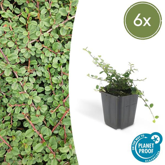 Dwergmispel (Cotoneaster prostratus) 'Queen of Carpets'