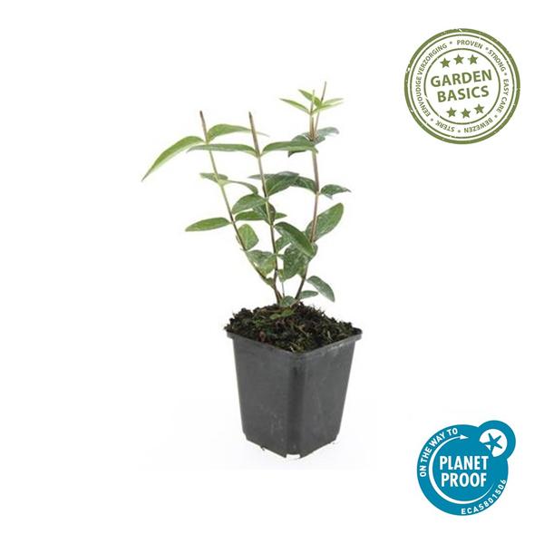 Hertshooi (Hypericum inodorum)