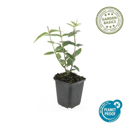 Hertshooi (Hypericum inodorum)