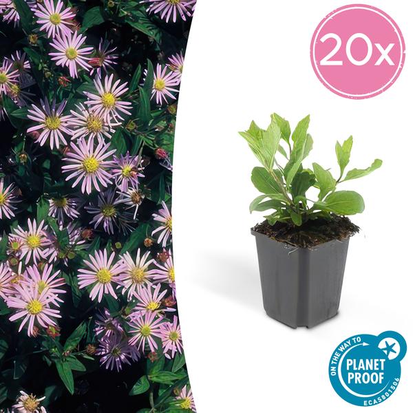 Aster ageratoides 'Asran'