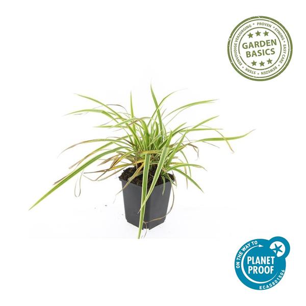 Zegge (Carex morrowii) 'Aureovariegata'