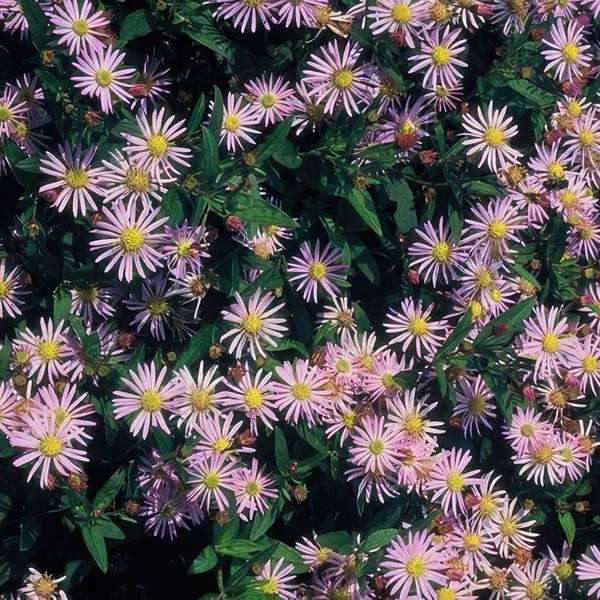 Aster ageratoides 'Asran'
