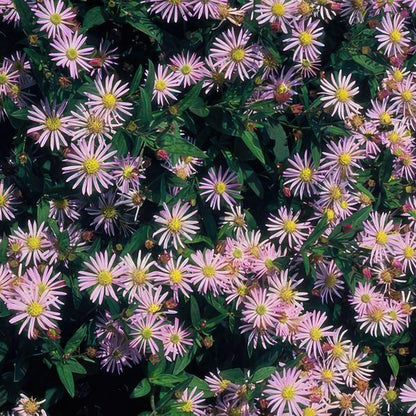 Aster ageratoides 'Asran'