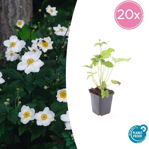 Annemoon (Anemone hybrida) 'Honorine Jobert'
