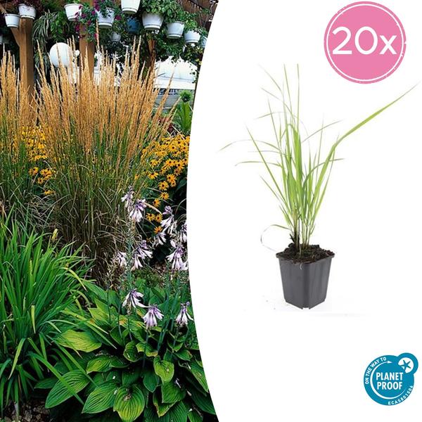 Struisriet (Calamagrostis acutiflora) 'Karl Foerster'