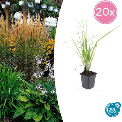 Struisriet (Calamagrostis acutiflora) 'Karl Foerster'